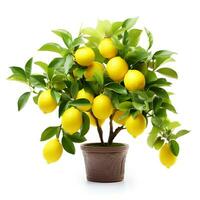 ein Busch mit Zitrone Früchte im ein Topf foto