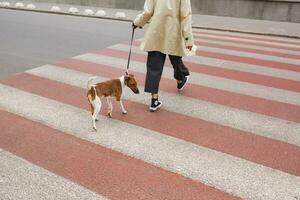 wenig süß Hund von Rasse Jack Russell Terrier auf ein Leine Kreuzung das Zebrastreifen mit seine Eigentümer. Gehen auf ein Stadt Straße mit Haustier foto