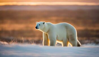 ai generiert ein Polar- Bär ist Stehen im das Schnee beim Sonnenuntergang foto