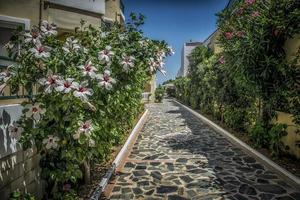 eine kleine Gasse mit Hibiskusblüten auf Kreta foto