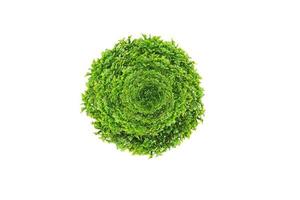 grüne Blätter Kreis isoliert auf weiß foto
