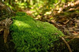 An der Wurzel des Baumes wächst grünes Moos. Moosbeschaffenheit in der Natur für Tapeten. Weicher Fokus.