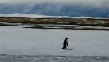 ai generiert ein Pinguin Gehen über ein schneebedeckt Feld foto