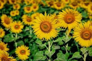 Sonnenblume wachsend im Feld von Sonnenblumen während ein nett sonnig Winter Tag Gelb Sonnenblumen Kontrast mit das Blau Himmel im Landwirte Garten im asiatisch natürlich Hintergrund. foto