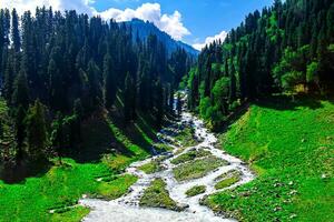 Landschaft im das Berge. Panorama- Aussicht von das oben von sonmarg, Kaschmir Senke im das Himalaya Region. Wiesen, alpin Bäume, Wildblumen und Schnee auf Berg im Indien. Konzept Reise Natur. foto