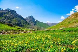 Landschaft im das Berge. Panorama- Aussicht von das oben von sonmarg, Kaschmir Senke im das Himalaya Region. Wiesen, alpin Bäume, Wildblumen und Schnee auf Berg im Indien. Konzept Reise Natur. foto