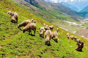 Landschaft im das Berge. Panorama- Aussicht von das oben von sonmarg, Kaschmir Senke im das Himalaya Region. Wiesen, alpin Bäume, Wildblumen und Schnee auf Berg im Indien. Konzept Reise Natur. foto