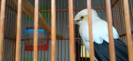 Bild von ein Vogel im ein Käfig foto