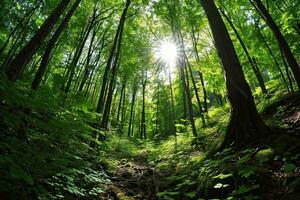 ai generiert Panorama- Aussicht von ein Wald im Frühling mit Sonne Strahlen. foto