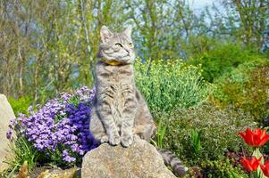 Tabby grau Katze Sitzung auf ein Stein in der Nähe von Frühling Blumen im das Garten. Haustiere Gehen draussen Abenteuer. Katze schließen hoch. Katze sieht aus in das Distanz. foto