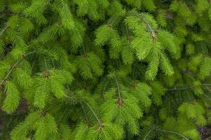 hell Grün jung flauschige Geäst von ein Weihnachten Baum. Fichte Textur foto