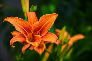 Orange Lilien im das Garten Nahansicht. selektiv Fokus foto