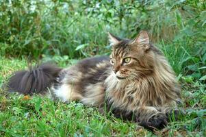 Tabby Maine Waschbär Katze Lügen auf ein Blühen Wiese. Haustier Gehen im das draußen. Katze Nahansicht. inländisch Katze im das Garten foto