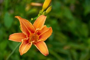 Orange Lilien im das Garten Nahansicht. selektiv Fokus foto