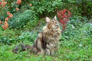 Tabby Maine Waschbär Katze Sitzung auf ein Blühen Wiese. Haustier Gehen im das draußen. Katze Nahansicht. inländisch Katze im das Garten foto