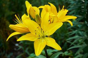 Gelb Lilien im das Garten Nahansicht. selektiv Fokus foto