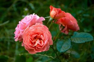 ein Busch von Rosa Rosen im das Garten. Schönheit und Zärtlichkeit. Natur foto