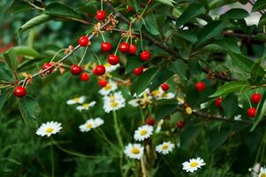 rot Kirschen auf ein Ast gegen ein Hintergrund von Grün Gras und Weiß Gänseblümchen. Ernte. Natur im Sommer. foto