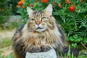 Tabby Maine Waschbär Katze Lügen auf ein Blühen Wiese. Haustier Gehen im das draußen. Katze Nahansicht. inländisch Katze im das Garten foto