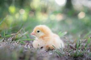 ein Hähnchen Baby im das Garten foto