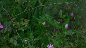 Wildblumen im das Garten im das Sommer, im das Abend foto