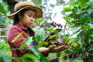 moderner asiatischer Bauer, der ein digitales Tablet verwendet und reife Kaffeebohnen auf einer Kaffeeplantage überprüft. moderne technologieanwendung im konzept der landwirtschaftlichen anbautätigkeit. foto