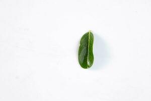 einer Grün Blatt von ein tropisch Baum isoliert auf Weiß Hintergrund. foto