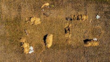 Reisfelder nach der Reisernte in Thailand. Drohne fliegt nach der Erntezeit in den Reisfeldern über den Heuhaufen. Blick von oben auf den Herbst nach der Ernte mit gefallenen Strohhalmen im Bauerndorf. foto