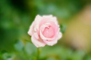 Nahansicht von Rosa Rose und Tau auf Blütenblätter gegen verschwommen Natur Hintergrund. Rosa Rosen auf ein Busch im ein Garten. foto