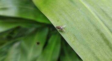 selektiv Fokus von stomoxys Calcitrans ist häufig namens das stabil fliegen oder beißen Haus Fliege. nicht wie die meisten Mitglieder von das Muscidae Familie, stomoxys Calcitrans saugen auf das Blut von Säugetiere. foto