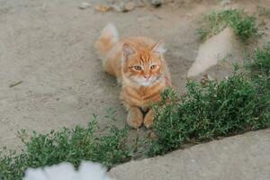 ein Erwachsene inländisch rot Katze, Lügen im das Hof, Ruhe und spielerisch. voll Vertrauen foto