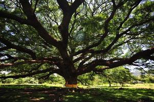 Schatten alter großer Baum mit grünen Frühlingsblättern foto