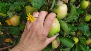 Die Hand einer Frau pflückt einen Apfel von einem Apfelbaum. Äpfel ernten im Herbst.