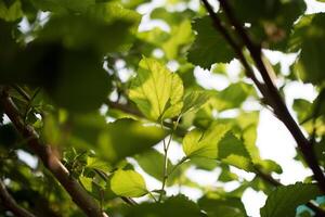 grünes Blatt im Naturhintergrund foto