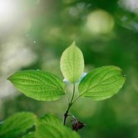 grüne Baumblätter in der Natur im Frühling foto