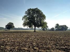 Baum in einem gepflügten Feld in der Nähe von York, England foto