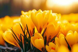 ai generiert Gelb Krokusse im das früh Frühling. hoch Qualität Foto. foto