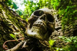 Schädel hängend auf ein Baum in der Nähe von ein alt Schloss gemacht von Steine im das Wald foto