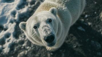 ai generiert Polar- Bär suchen oben kostenlos Foto