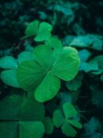 das Blätter von ein Grün Kleeblatt sind isoliert auf ein Weiß Hintergrund. dreiblättrig Kleeblätter schmücken das oben. Urlaub Symbol zum st. Patrick's Tag. foto