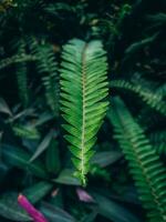 im das Mitte von ein Wald ein Grün Farn Blatt foto