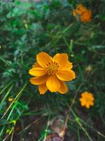 ein Nahansicht von schön Orange Schwefel Kosmos Blumen im ein Garten unter das öffnen Himmel. foto