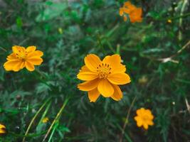 ein Nahansicht von schön Orange Schwefel Kosmos Blumen im ein Garten unter das öffnen Himmel. foto