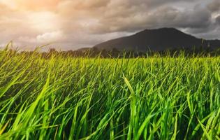 grüne Reiswiese oder Grünland mit Regenwolke.