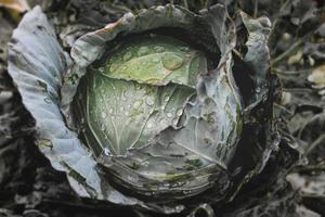 frischer Kohl im Garten. foto