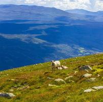 wollige Schafe auf der Wiese auf dem Berg Vang Norwegen.