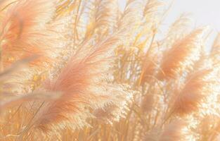 ai generiert ein schließen oben von barfuß Gras im Vorderseite von ein sonnig Tag, foto