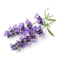 ai generiert Lavendel Blume isoliert foto