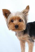 Yorkshire Terrier auf weißem Hintergrund kurzes Haar foto