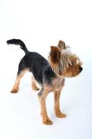 Yorkshire Terrier auf weißem Hintergrund kurzes Haar foto